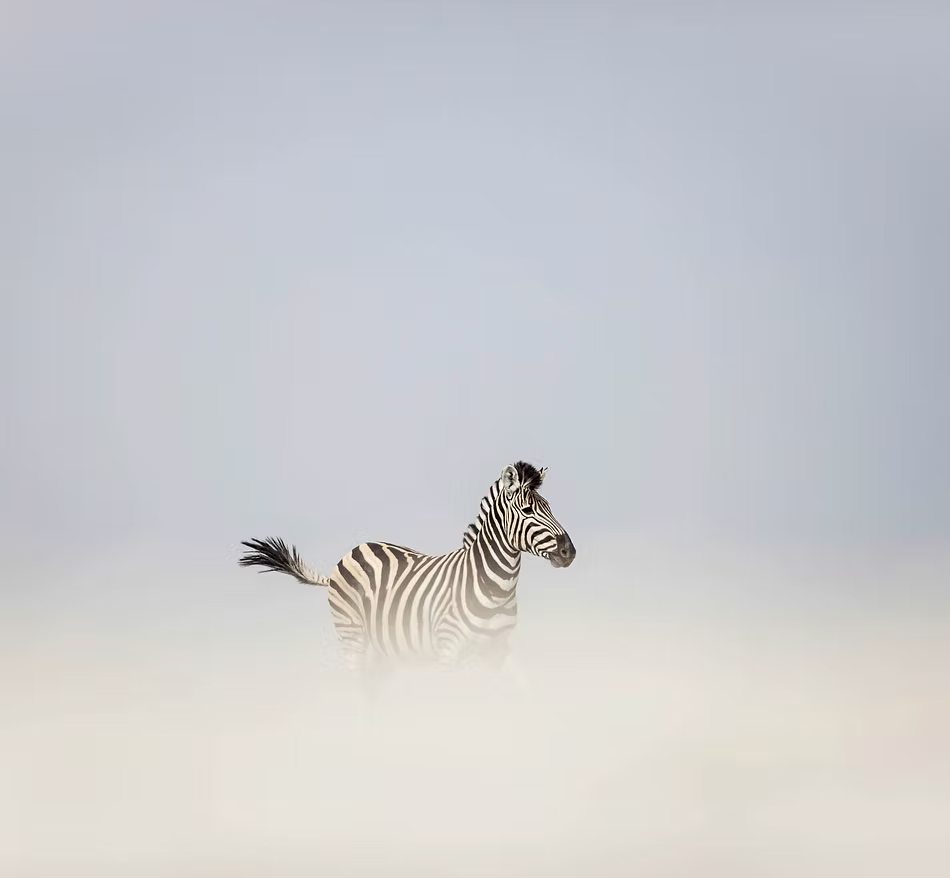 Clouded Zebra