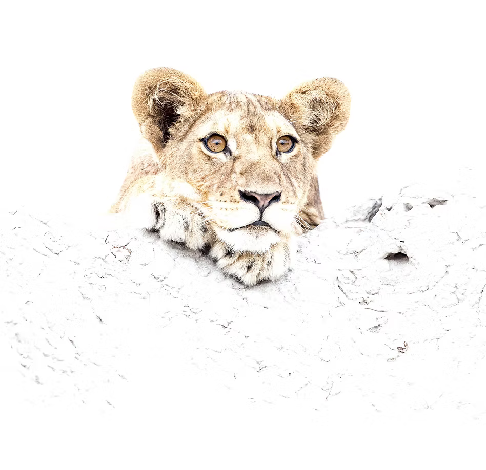 Curiosity and the Cat