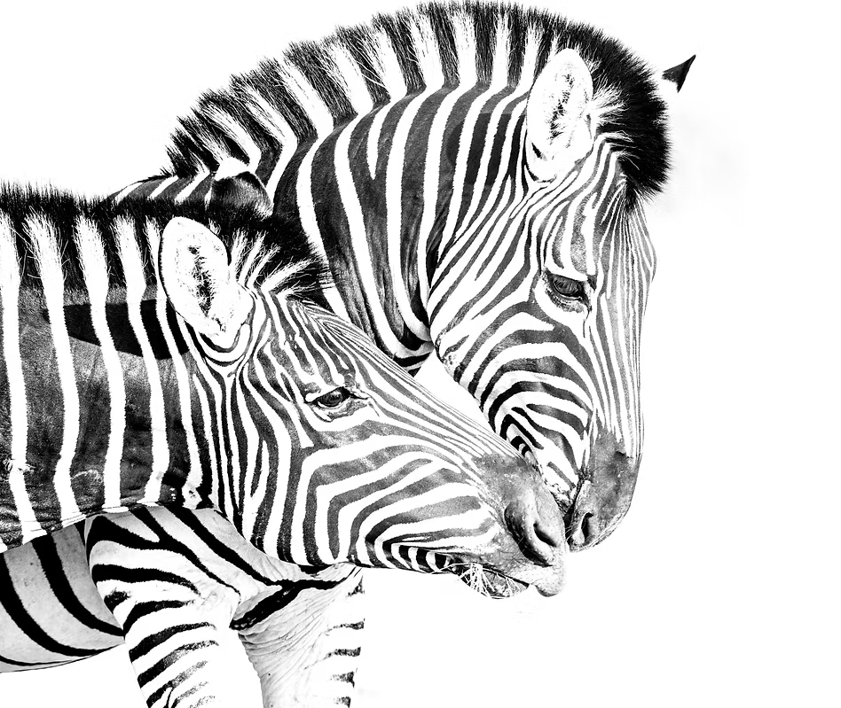 Zebra Kiss